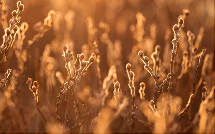 Plant photography shot by camera